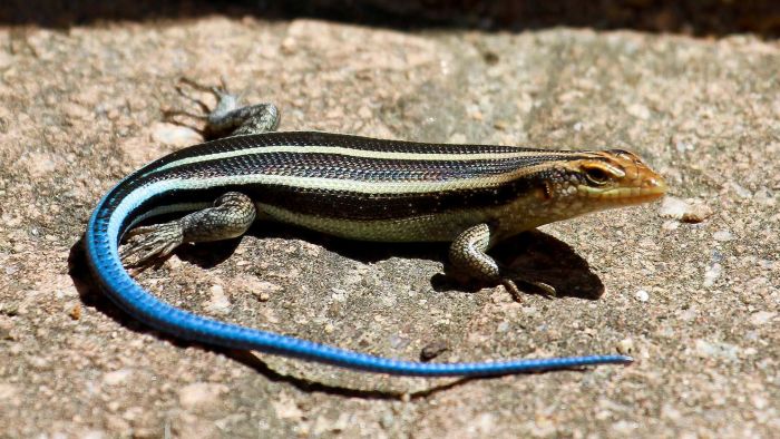 Blue tailed skink